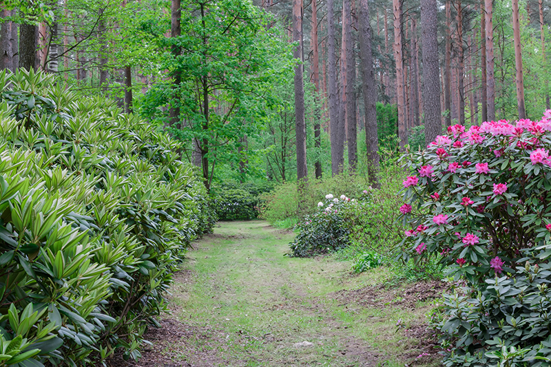 Gothenburg Botanical Garden